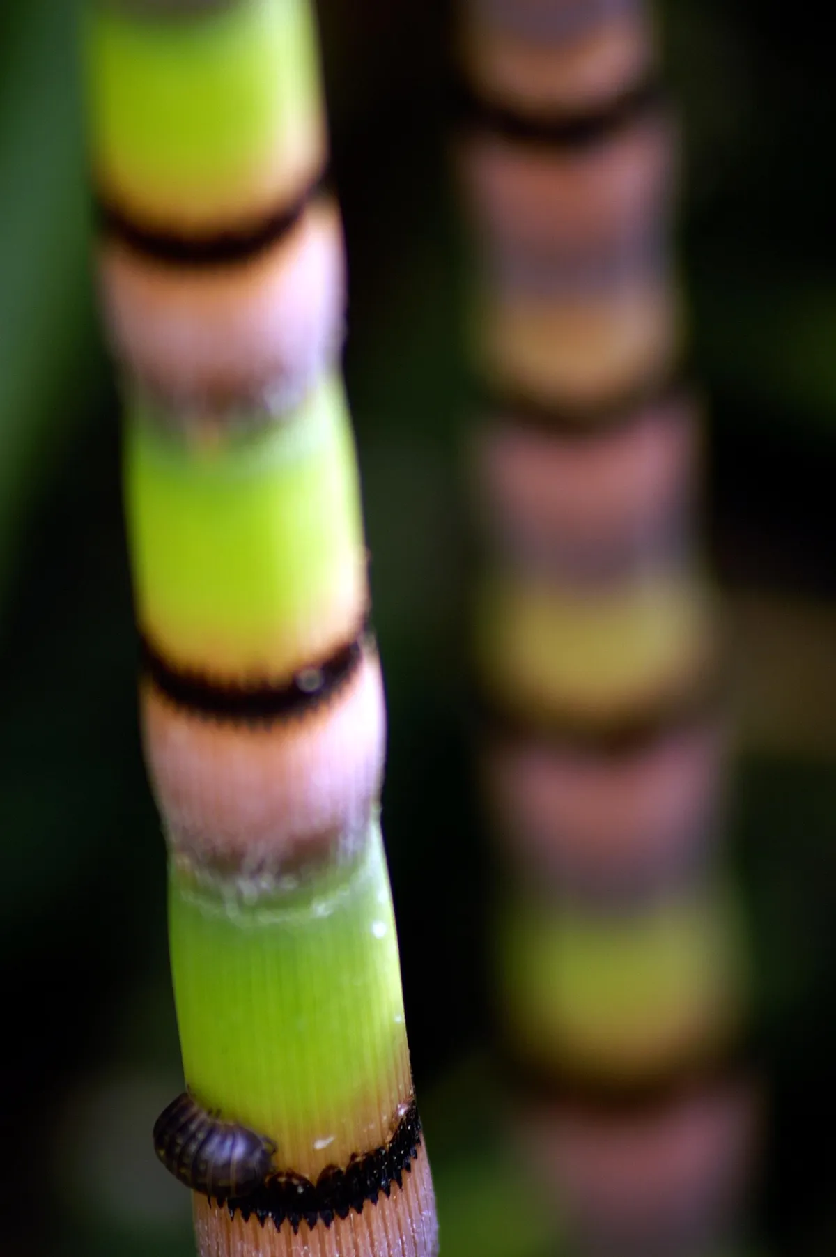 a photograph of a sow bug crawling up a stem