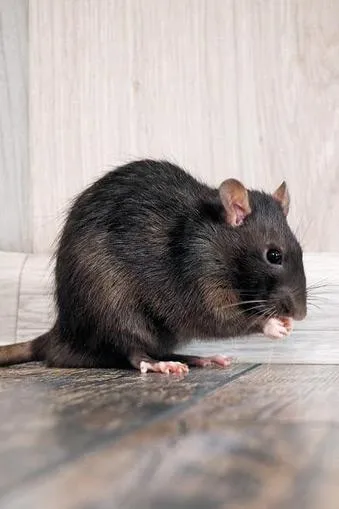 a close up photograph of a rodent climbing down a tree branch