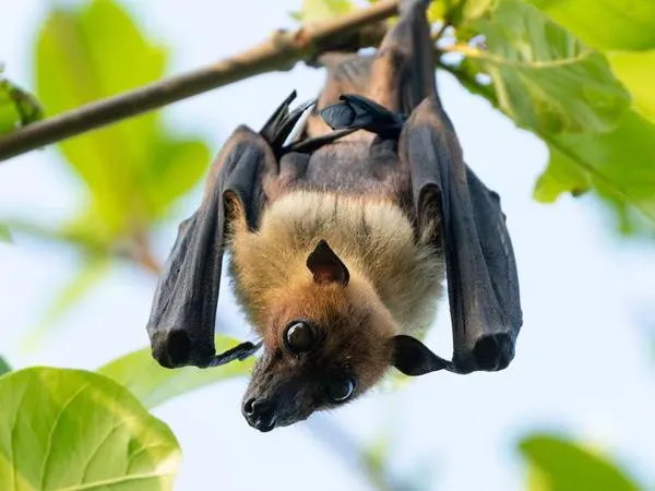 a bat