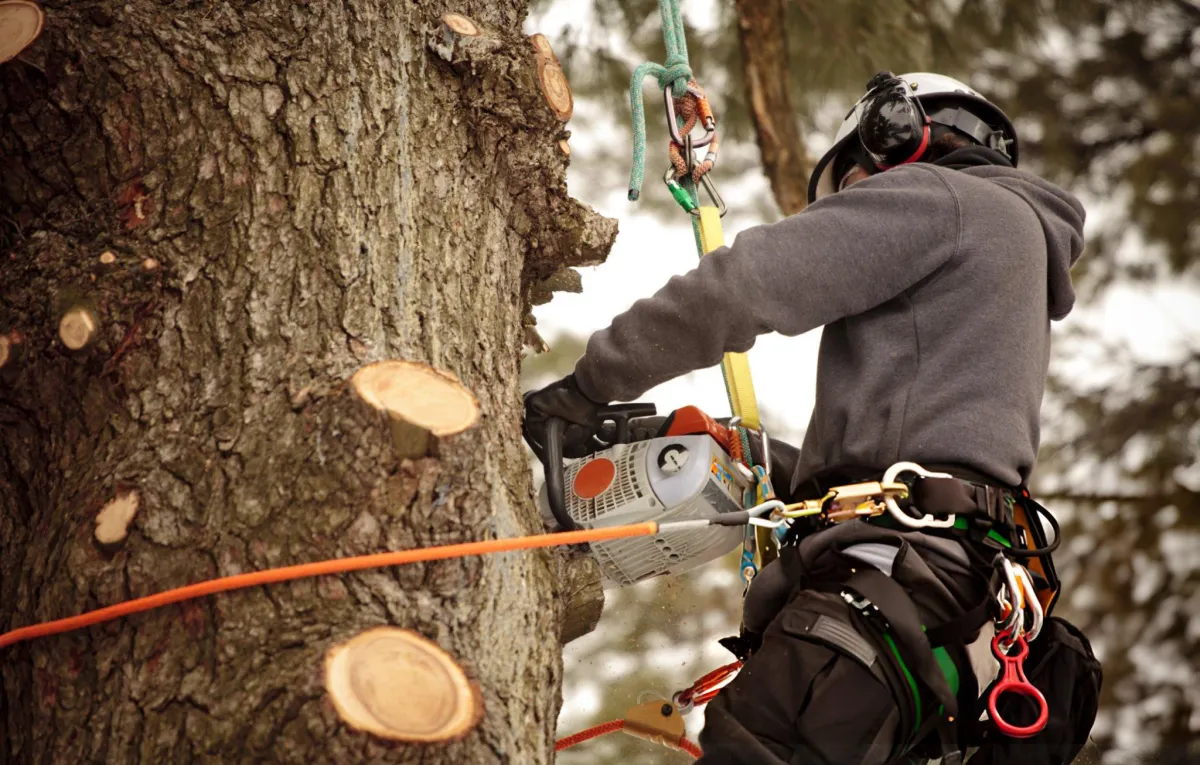 Tree Trimming