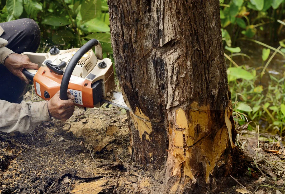 Tree Removal