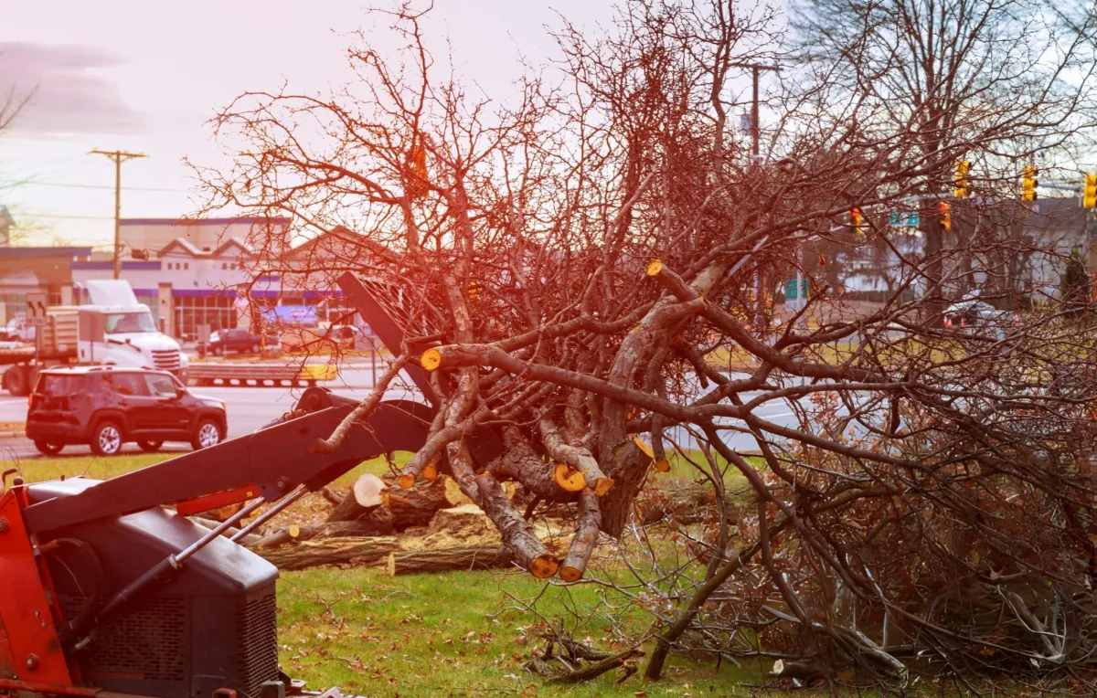 emergency tree removal