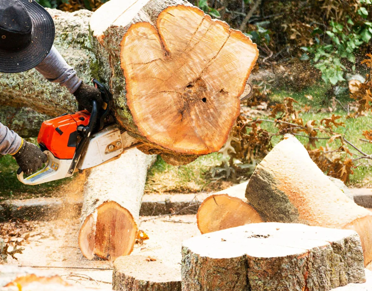 a member of amarillo tree removal team using a chainsaw to cut a large tree trunk into smaller sections