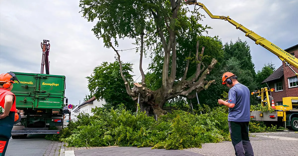 Amarillo tree removal company