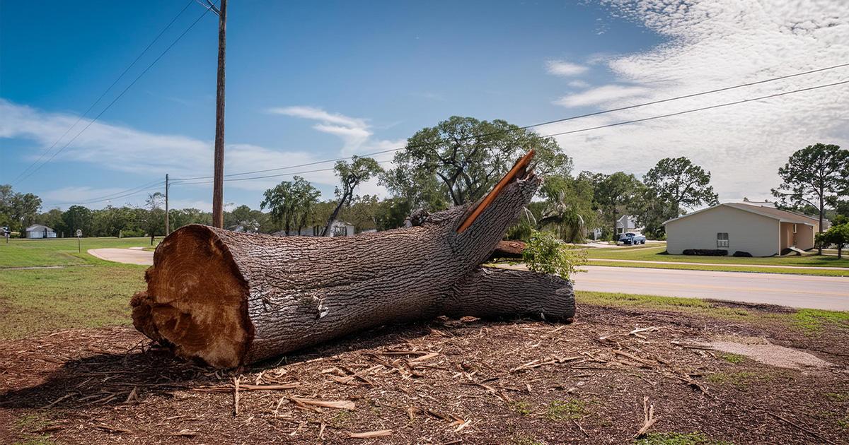 tree cutting Amarillo TX