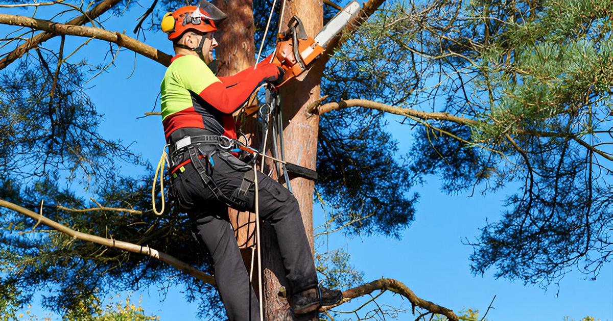 tree trimming service in Amarillo TX