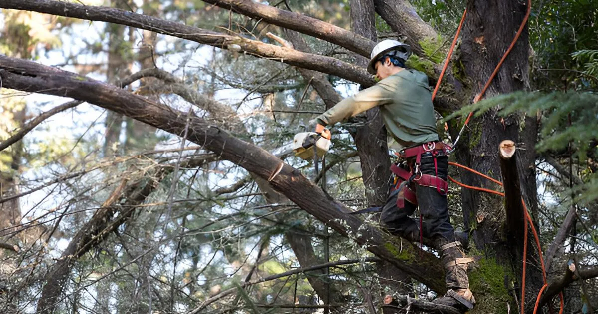 tree trimming Amarillo TX