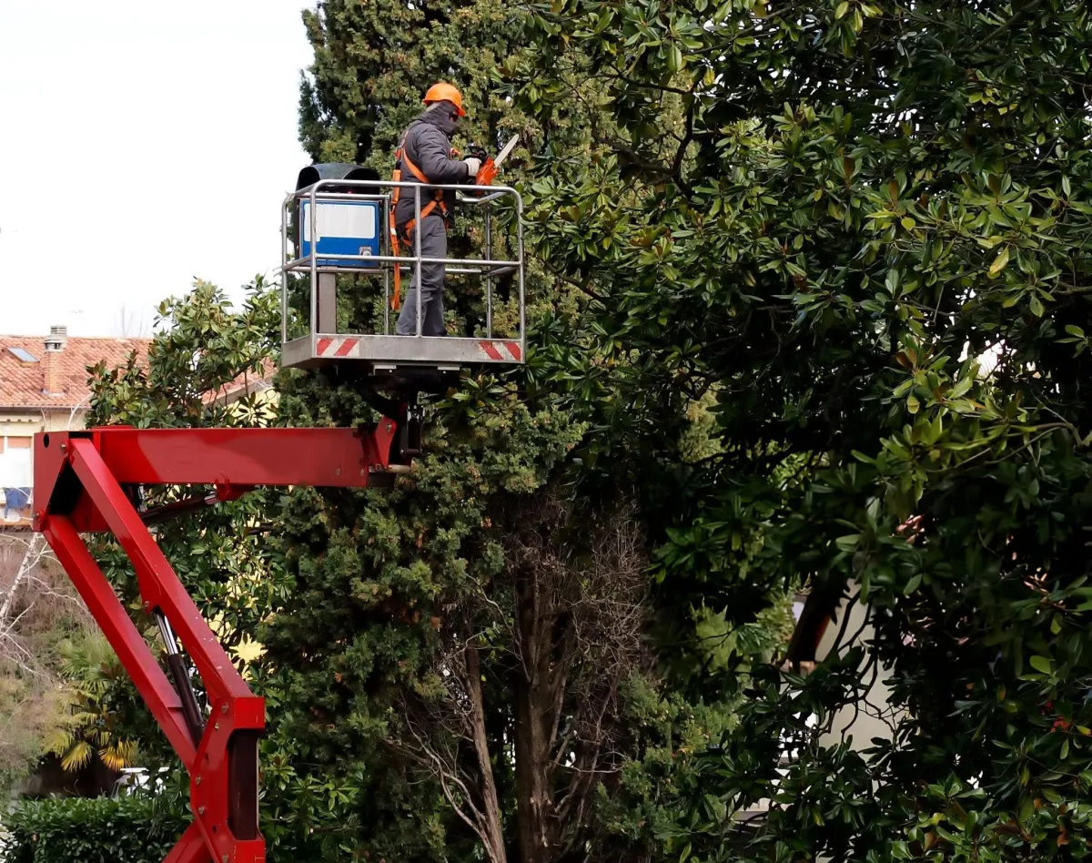 Tree removal near me