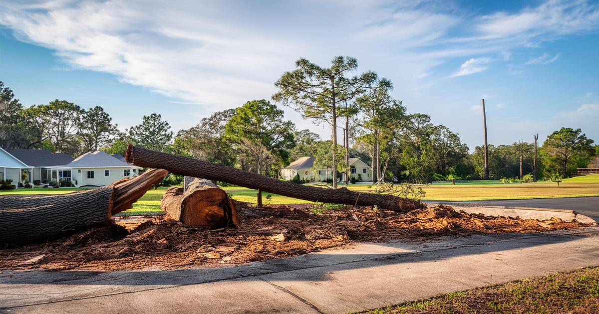 a high skilled tree service employee removing a tree