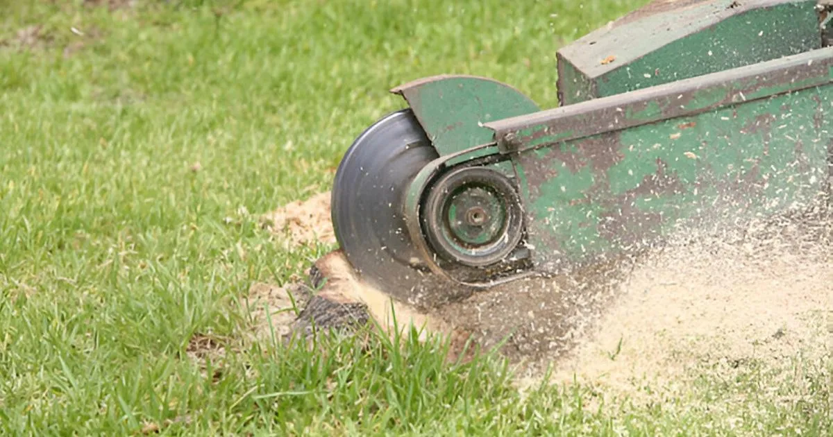 stump grinding service Amarillo TX