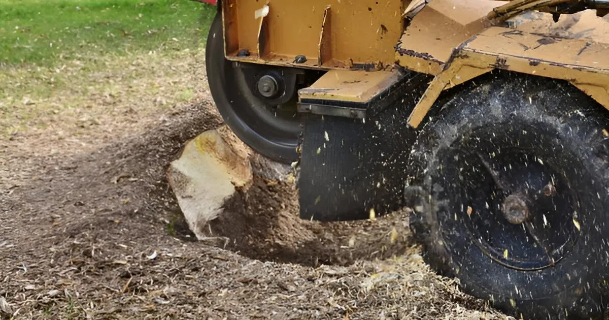 professional stump grinding Amarillo TX