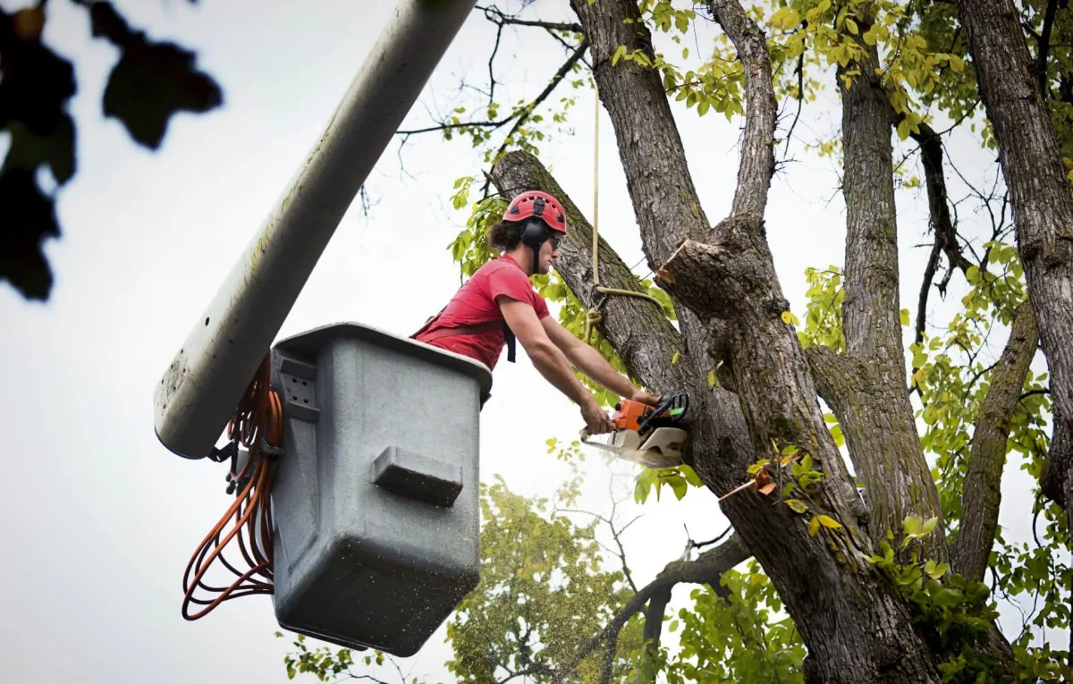 arborist tree service Amarillo TX