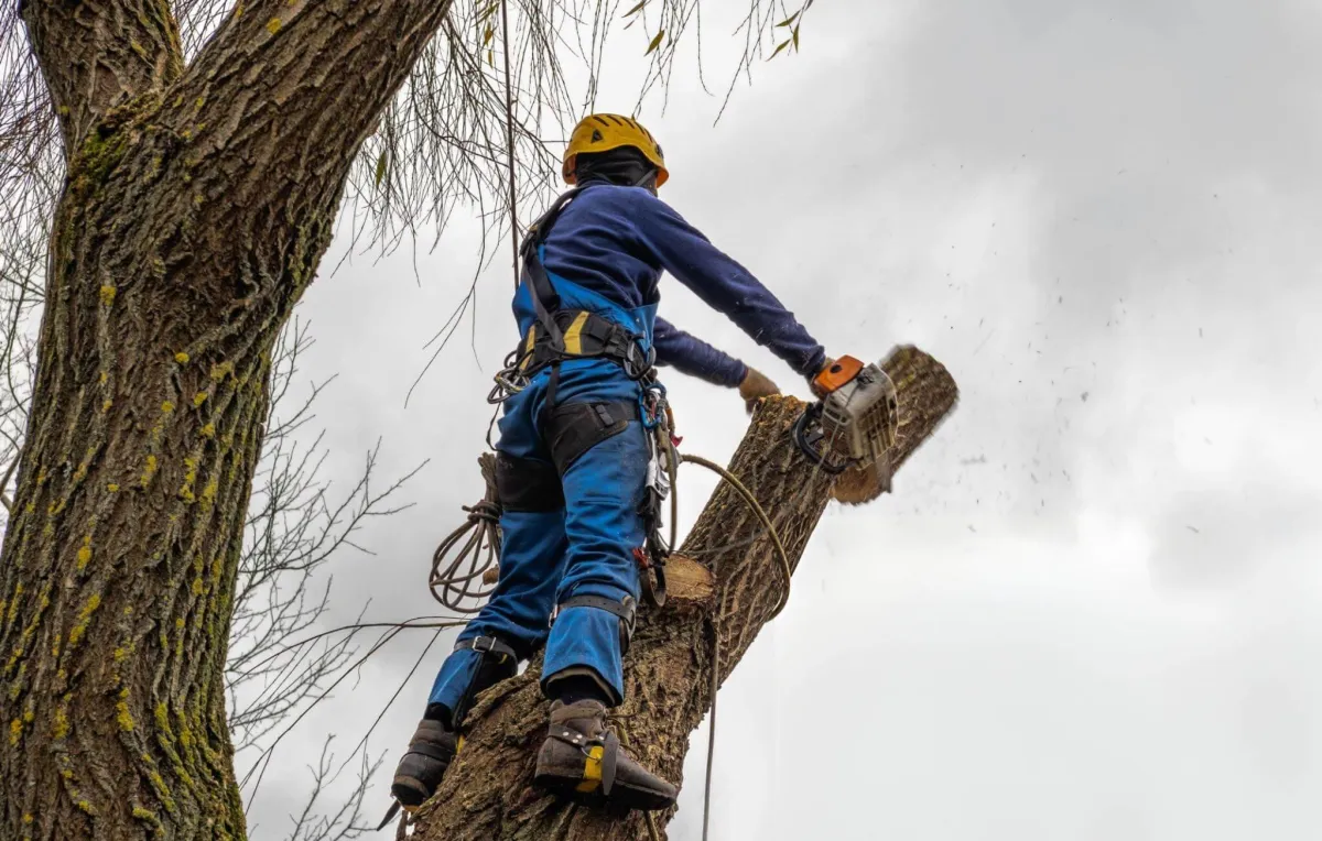 certified arborist Amarillo TX