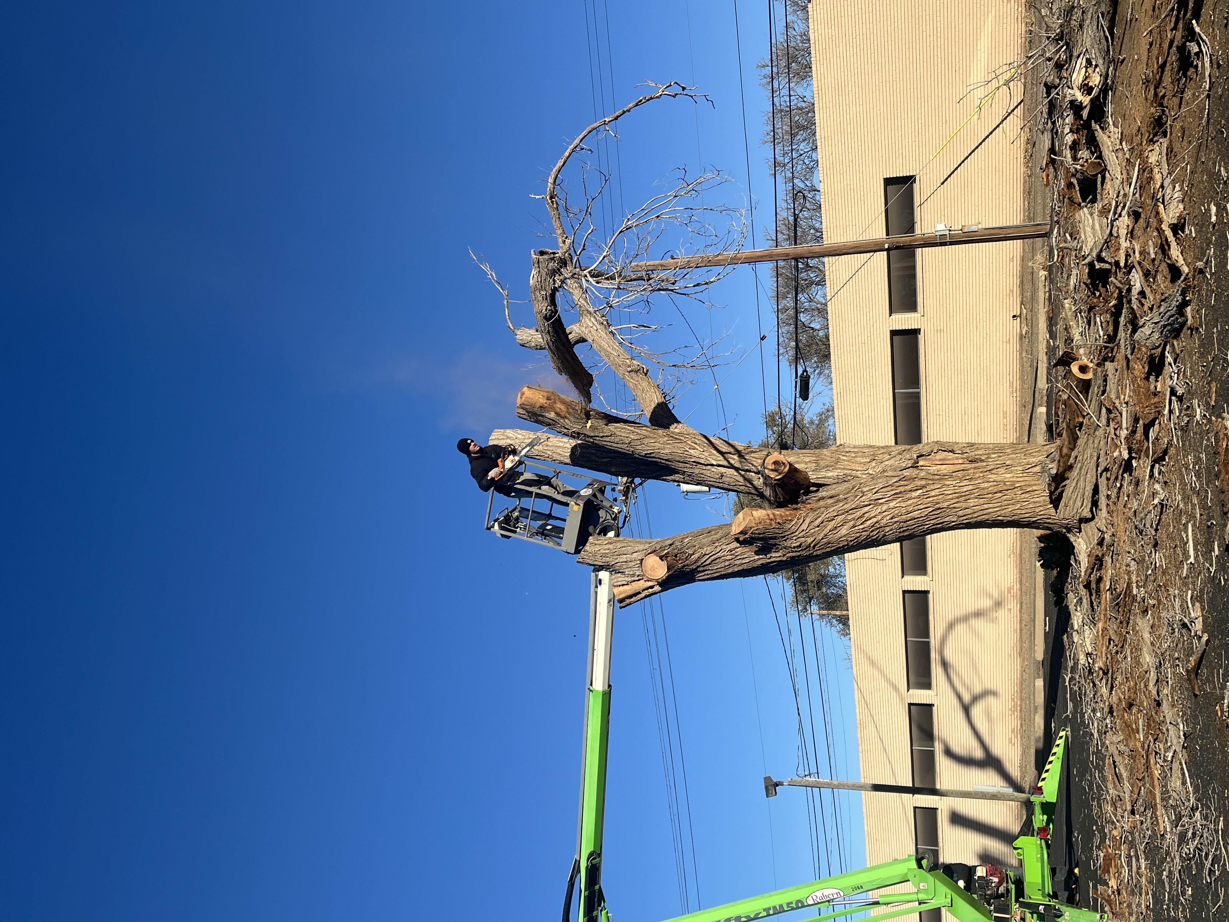 Residential tree services