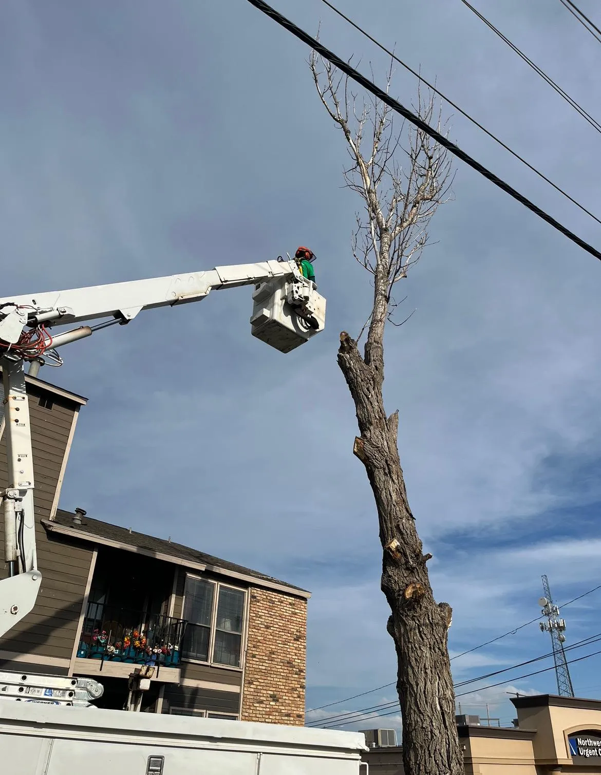  Commercial tree service