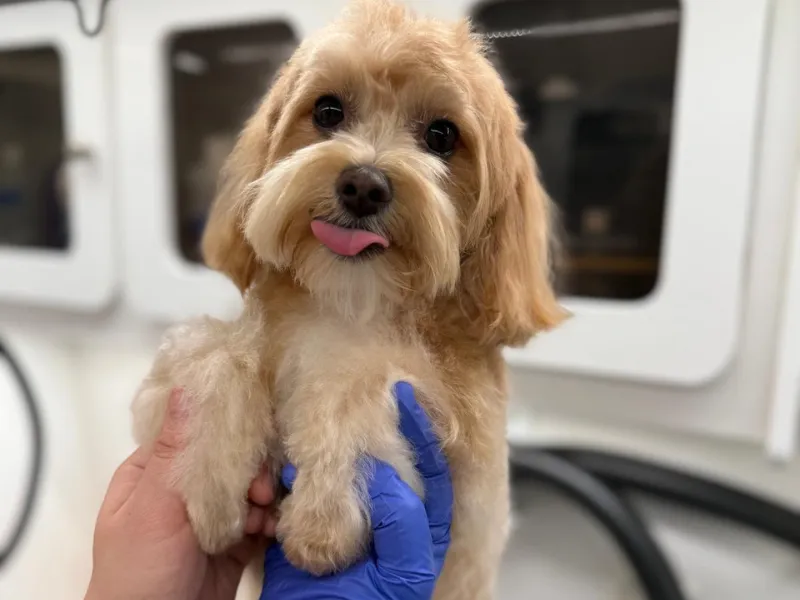 Mobile grooming in Cypress TX