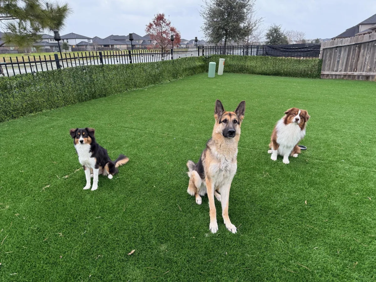 Pet Grooming Katy Tx