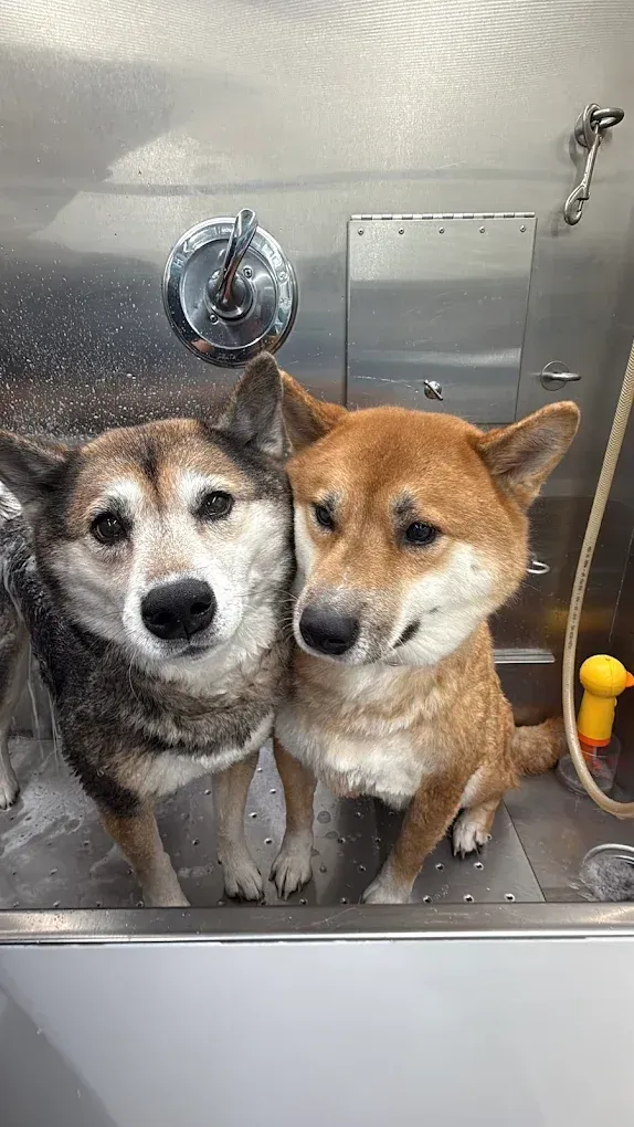 Pet Grooming near me Cypress