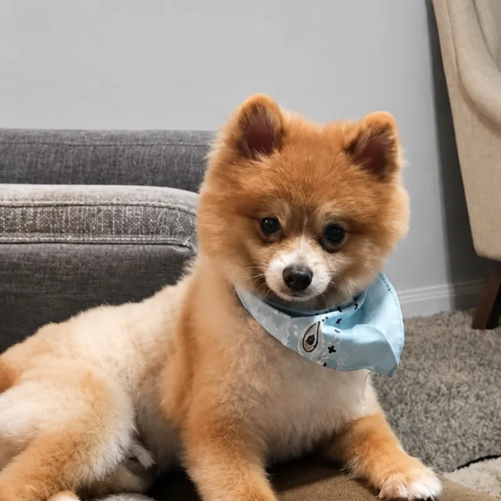 Fluffy small dog resting during nap time at doggy daycare