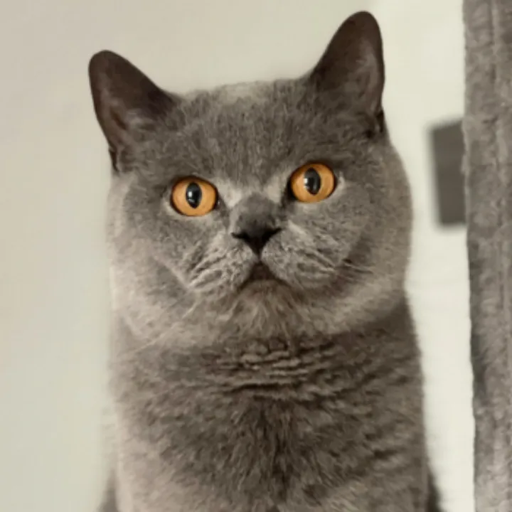 trusted cat grooming in katy, tx