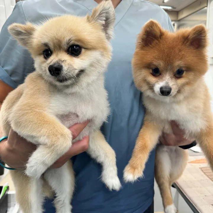 Dog grooming in Katy TX