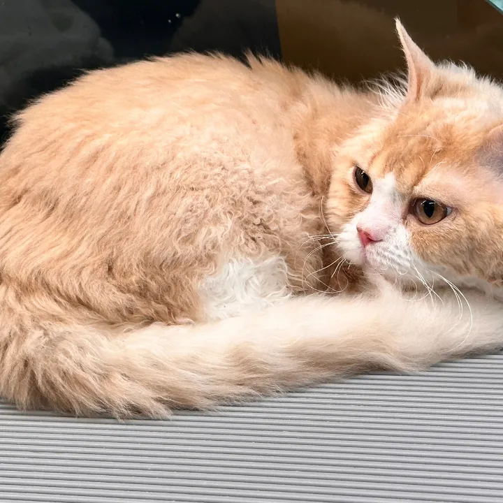 Professional Cat grooming in Katy TX