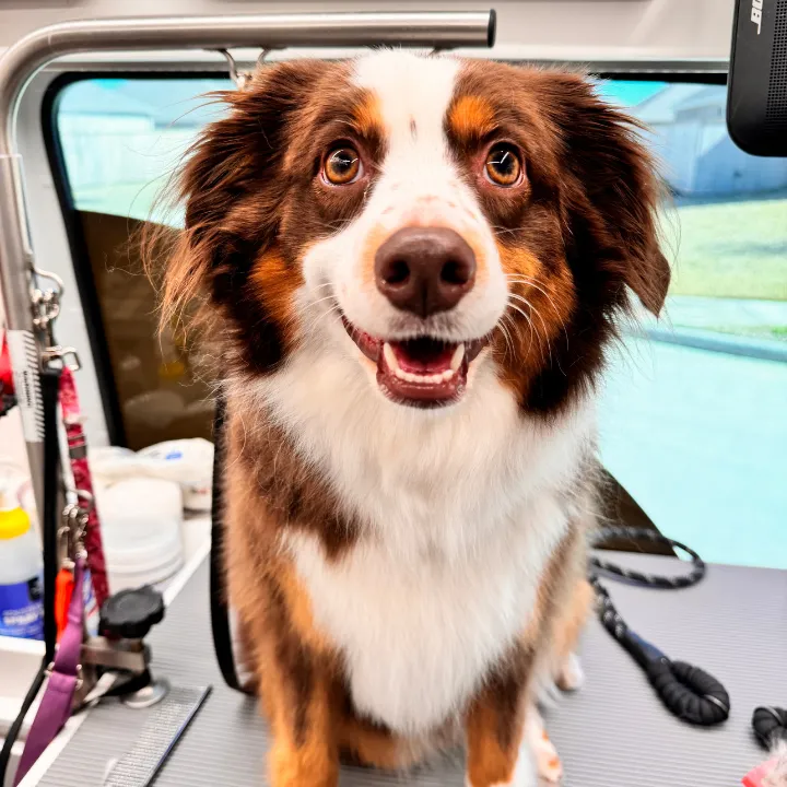 Dog grooming in Katy TX