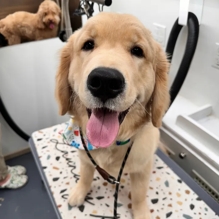 Dog grooming in Katy TX