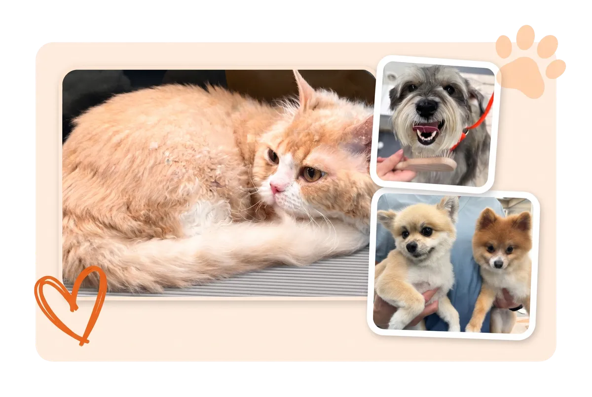 Professional mobile pet grooming showcase featuring happy, freshly groomed dogs and cats in a clean, stress-free environment.