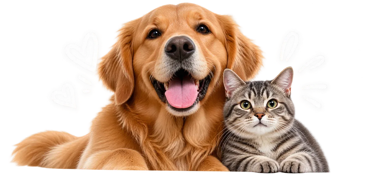 Golden retriever and tabby cat lying together