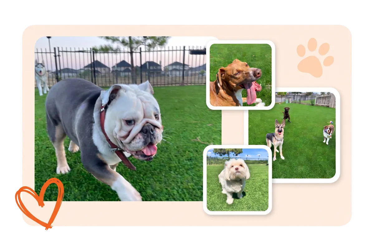 Happy dogs enjoying safe and supervised doggy daycare services in Katy, TX
