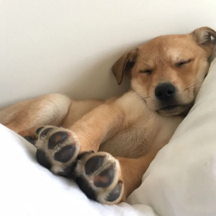 Dog relaxing during a boarding stay in Katy, TX