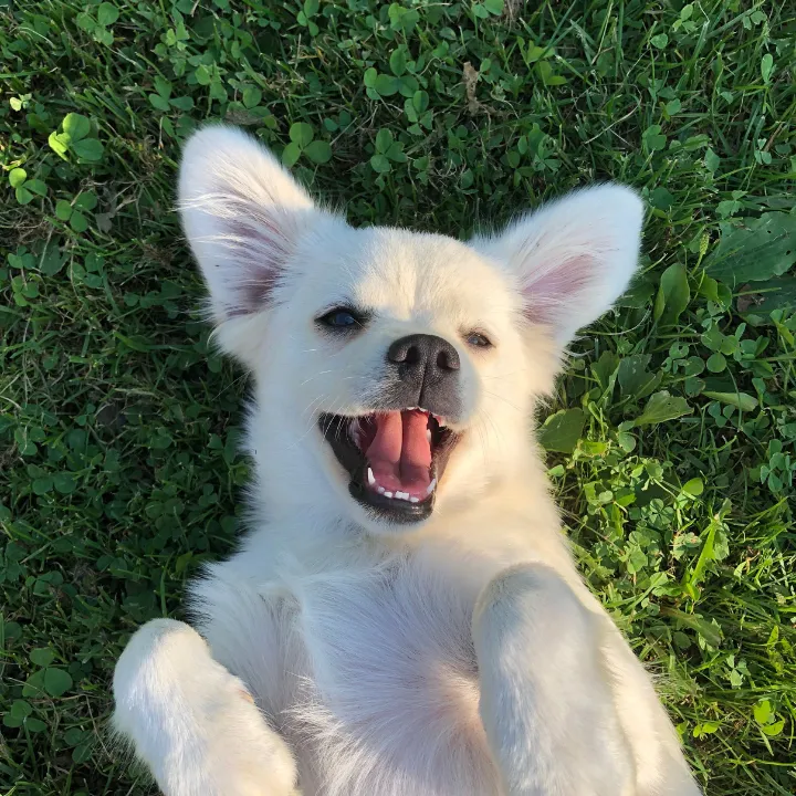 Indoor and outdoor play yards for dog boarding in Katy, TX