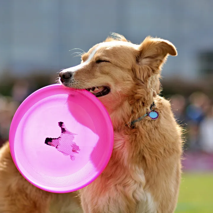 Dogs at daily playtime during dog boarding in Katy, TX