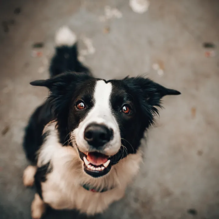 Dog enjoying a meal during dog boarding in Katy, TX