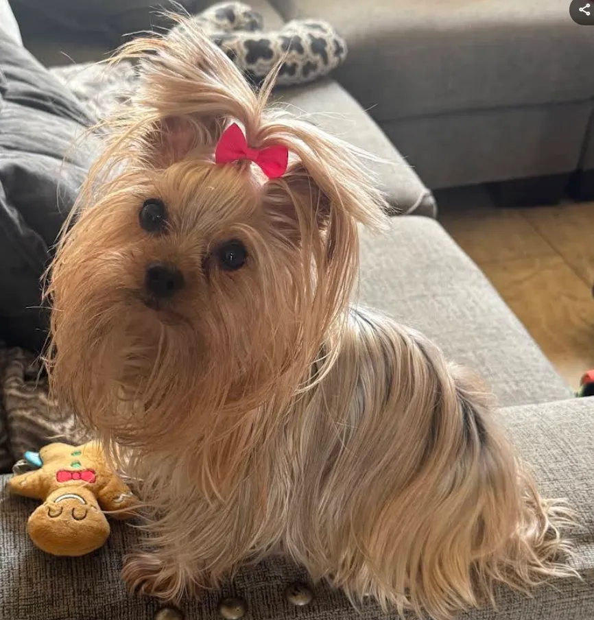 Pet mobile grooming in Katy Tx