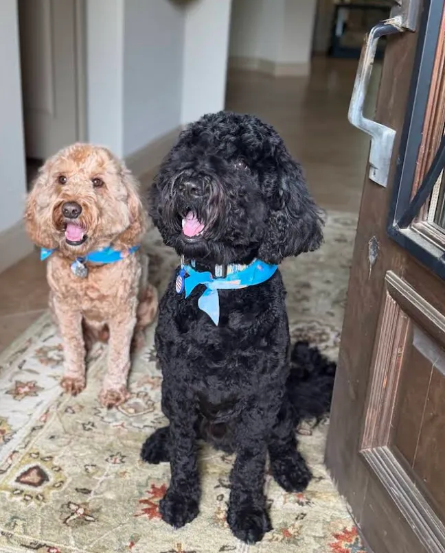 trusted dog boarding in katy, tx