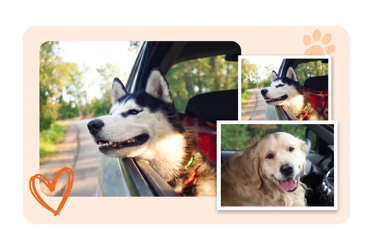 afe, comfortable, and professional pet taxi service in Katy, TX, transporting happy dogs to their favorite appointments