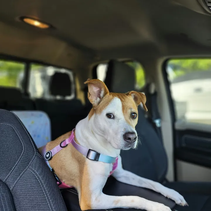 Pet taxi service in Katy, TX, with happy dogs enjoying a safe and comfortable ride