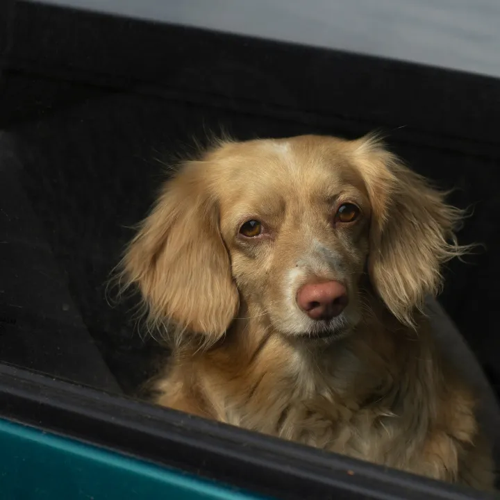 Reliable pet taxi service in Katy, TX, featuring a happy husky looking out a car window and a smiling golden retriever safely riding inside, displayed on a warm peach background with paw print and heart accents.