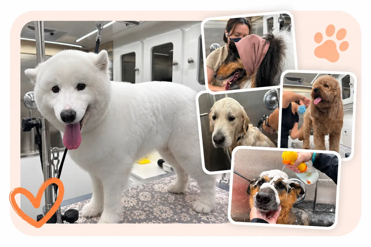 Dog getting a gentle bath inside our grooming van in Katy, TX