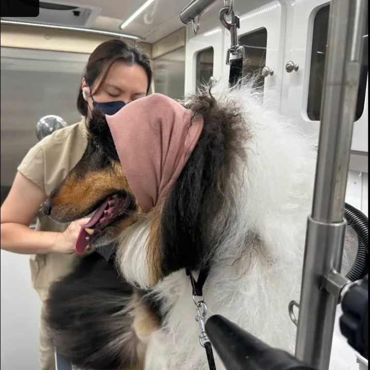 Pet mobile grooming in Katy Tx