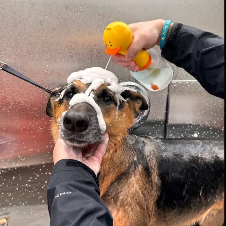Dog getting a soothing bath and conditioning treatment