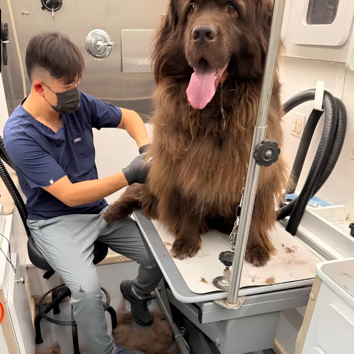 Groomer brushing a fluffy dog to remove loose fur and tangles
