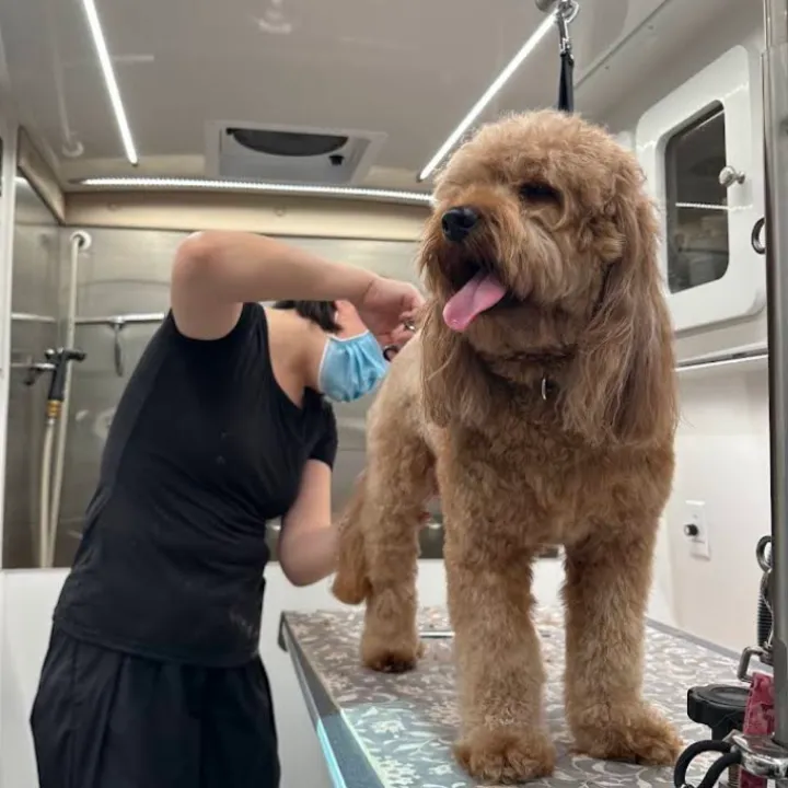 Groomer giving a dog a breed-specific haircut in Katy, TX
