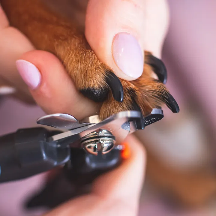 Groomer trimming a dog’s nails with a pet nail clipper