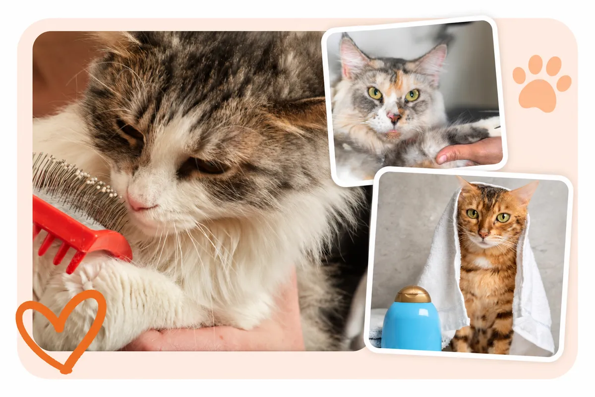 Professional cat grooming in Katy, TX featuring gentle brushing, trimming, and bathing care for cats