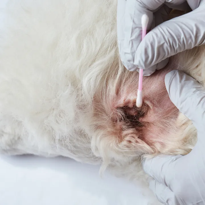 Groomer gently cleaning a white cat’s ear with a cotton swab