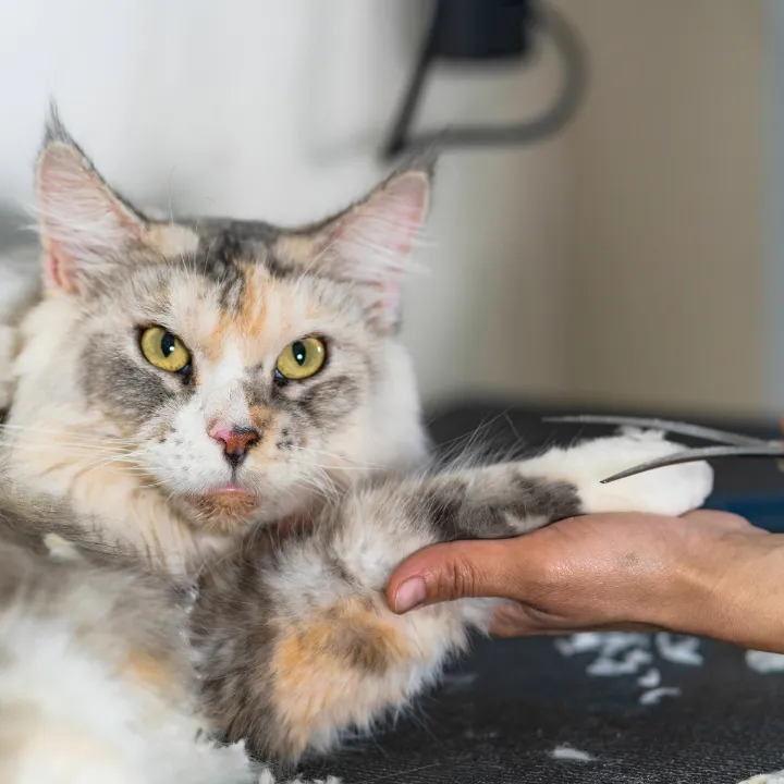 Calico cat relaxing while a groomer gently holds its paw for a nail trim