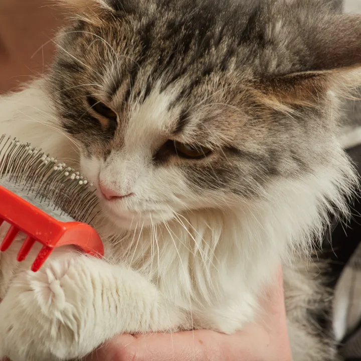 Long-haired cat being gently brushed to remove loose fur